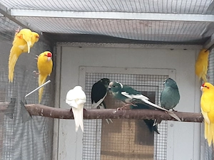 Ziegensittiche in Goldgelb zu Verkaufen