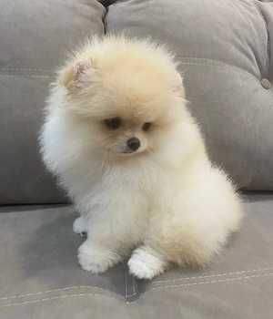 Pomeranian-Welpen