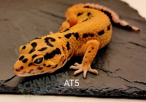Leopardgecko Weibchen Afghan Tangerine 