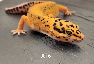 Leopardgecko Weibchen Afghan Tangerine 