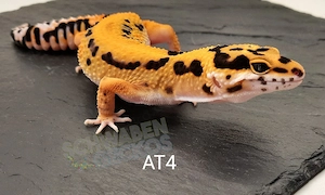Leopardgecko Weibchen Afghan Tangerine 