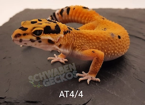 Leopardgecko Weibchen und Männchen Afghan Tangerine 