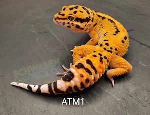 Leopardgecko Weibchen und Männchen Afghan Tangerine 