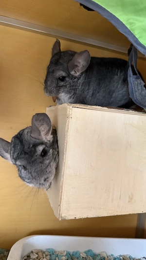 2 Chinchilla Böcke dringend abzugeben 