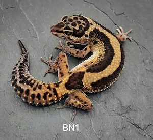 Leopardgecko Weibchen Mack Snow Tremper Albino und Black Night 