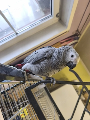 Junge Graupapageienhenne aus Handaufzucht 