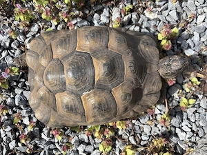 Weibliche adulte Maurische Landschildkröte 