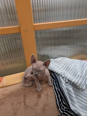     Bezauberndes Sphynx-Duo sucht ein neues Zuhause!