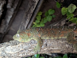 1,1 Mniarogekko chahoua 