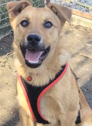 SAMIA, ein fröhliches, gelehriges und aufgewecktes Hundemädchen