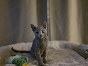 Reinrassige Russisch blau Kitten ( Jungs) 