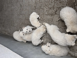 Weißer Schweizer schäferhund Welpen 