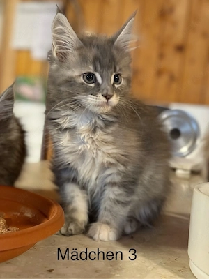 Süße Kitten suchen ein liebevolles Zuhause