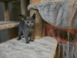 Reinrassige Russisch blau Kitten ( Jungs) 