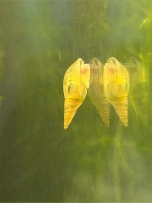 yoda schnecken süsswasser