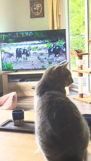 Süßer hübscher Kater