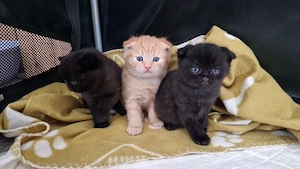 3 süße BKH SF mix kitten