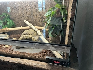 2 Königspythons mit komplettem Terrarium abzugeben