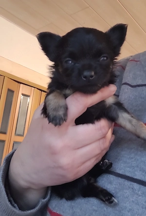 Chihuhahuha Mix suchen ein neues zu Hause