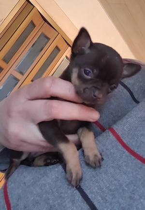 Chihuhahuha suchen ein neues zu Hause