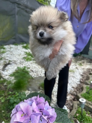 Pomeranian Zwergspitzwelpen