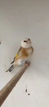 stieglitz adlerkopf paar