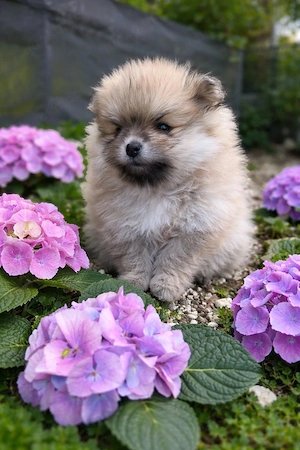 Pomeranian Zwergspitzwelpen