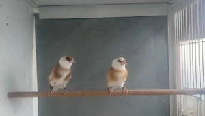 stieglitz adlerkopf paar