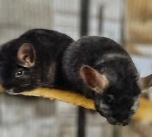 Chinchilla black, Pärchen 