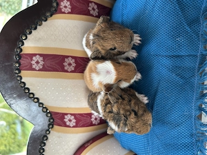 Meerschweinchen  Böckchen