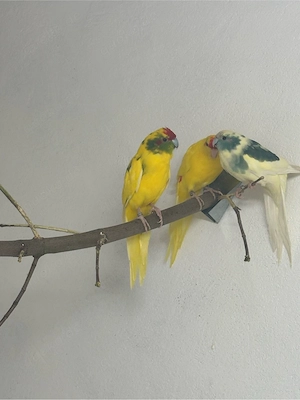 Ziegensittich Hahn Gelbschecke