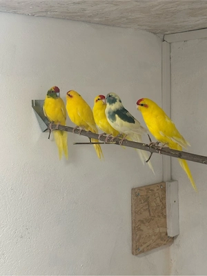 Ziegensittich, Hahn Henne, Goldgelb, Schecke