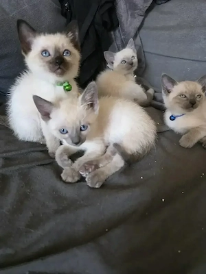 supersüße Siam-Thai-Mischlinge