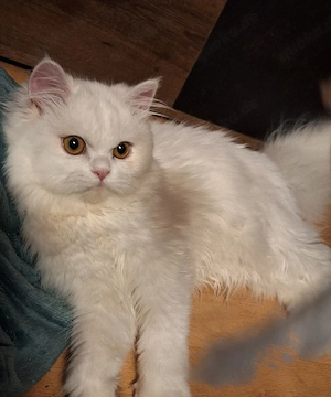 Brittisch langhaar katze wunderschön 