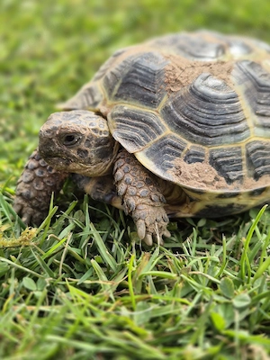 Russische Landschildkröten   Vierzehenschildkröten