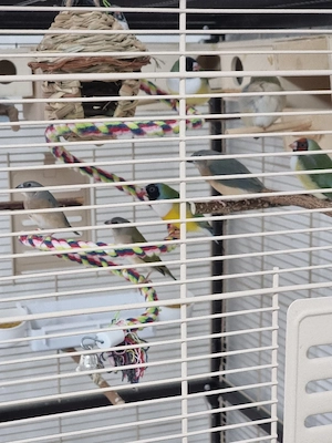 8 Gouldamadinen mit große Voliere 