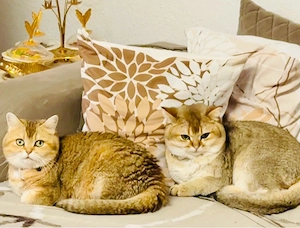Traumhafte BKH Golden Tabby Ticked   Geboren am     Edle Abstammung Bild 6