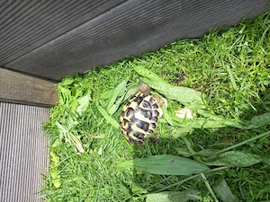 Griechische Landschildkröten Testudo Hermani aus Nachzucht 2023 Bild 2