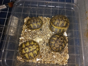Griechische Landschildkröten Testudo Hermani aus Nachzucht 2023 Bild 3