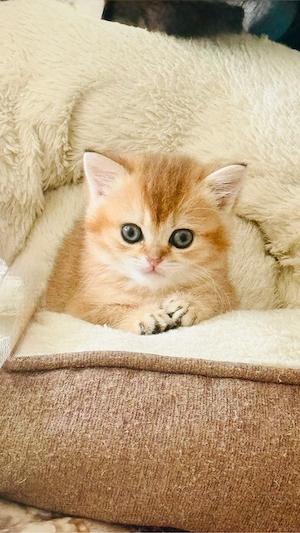 Traumhafte BKH Golden Tabby Ticked   Geboren am     Edle Abstammung Bild 5