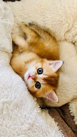 Traumhafte BKH Golden Tabby Ticked   Geboren am     Edle Abstammung Bild 2