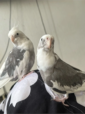 Nymphensitiche zu verkaufen 