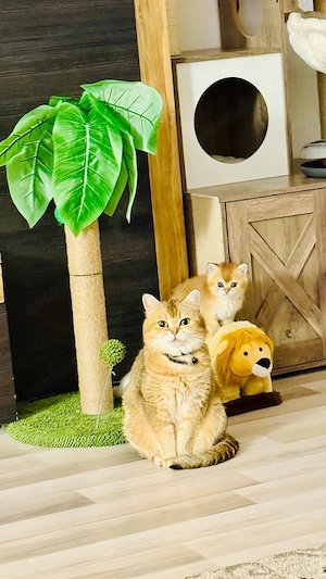 Traumhafte BKH Golden Tabby Ticked   Geboren am     Edle Abstammung Bild 4