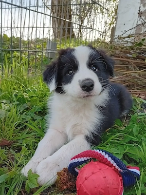 Noah 9 Wochen junger, reinrassiger Border Collie Rüde mit Papieren?