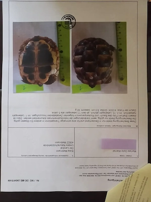Griechische Landschildkröten Testudo Hermani aus Nachzucht 2023 Bild 6