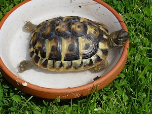 Griechische Landschildkröten Testudo Hermani aus Nachzucht 2023 Bild 10