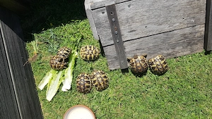Griechische Landschildkröten Testudo Hermani aus Nachzucht 2023 Bild 9