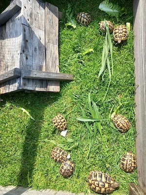 Griechische Landschildkröten Testudo Hermani aus Nachzucht 2023 Bild 4