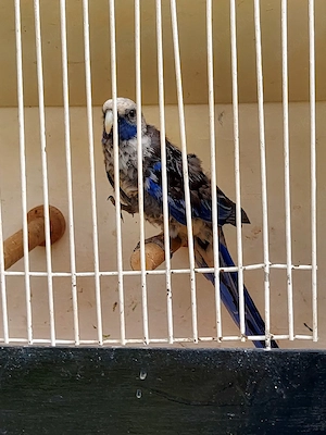 Pennantsittich Henne