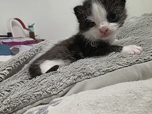 kleine prinzessin sucht ein neues zuhause 